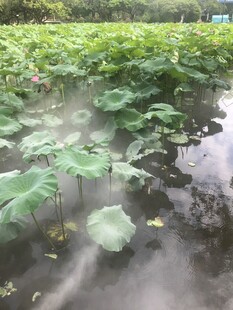 荷塘晨雾中的清新景致