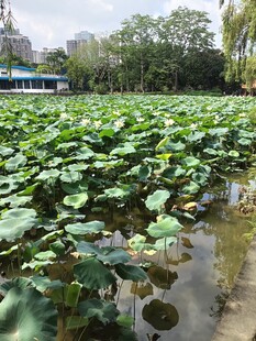 荷塘绿意