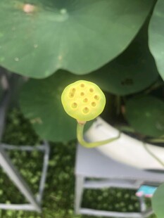莲蓬
