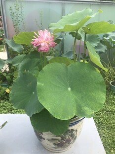 盆栽荷花绽放
