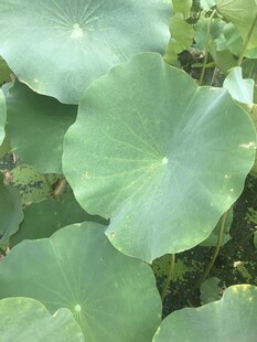翠绿荷叶