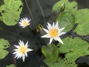 睡莲