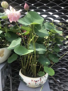 盆栽荷花