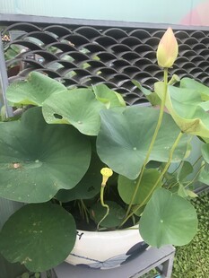 盆栽荷花绽放
