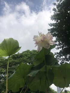 盛开的荷花与繁茂荷叶