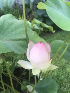 绽放的粉色荷花