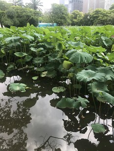 荷塘绿意