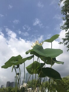 蓝天白云下的荷叶美景