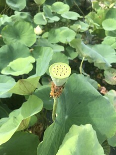 荷塘中绽放的莲蓬