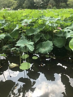 荷塘绿意盎然的静谧景致