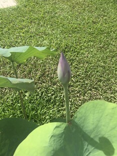 含苞待放的荷花