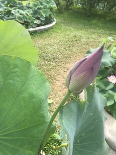 含苞待放的荷花