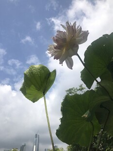 蓝天白云下的娇艳荷花