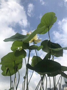 夏日盛开的娇艳荷花