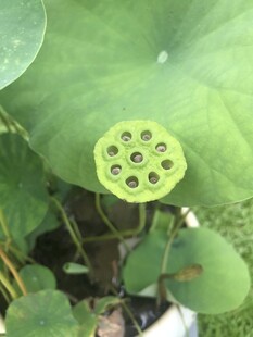 翠绿莲蓬立于荷叶间