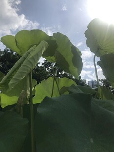 阳光下的翠绿荷叶