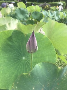 含苞待放的荷花