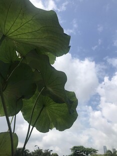 夏日荷叶与蓝天白云