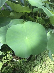 翠绿荷叶