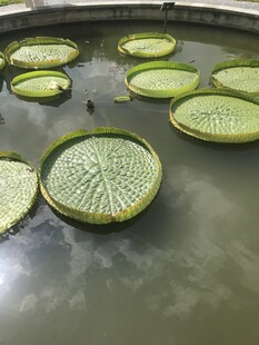 水面上的巨大王莲叶片
