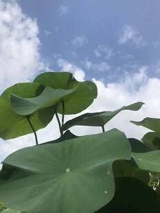 夏日荷叶映蓝天