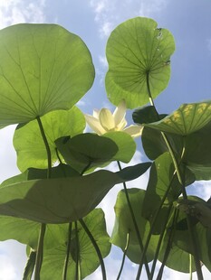 夏日荷塘荷叶荷花美景