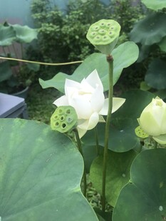 洁白荷花绽放于绿叶间