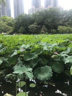 城市中的荷塘绿意