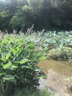 夏日荷塘边的繁茂植物