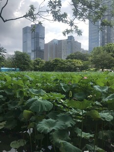 城市中繁茂的荷塘景观
