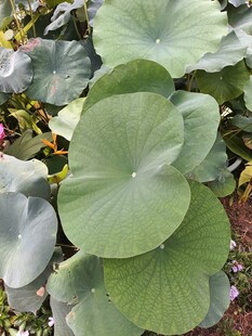 翠绿荷叶生机盎然