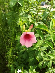 喇叭花