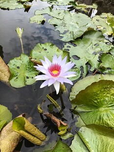 睡莲