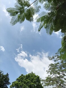 蓝天绿树间的清新景致