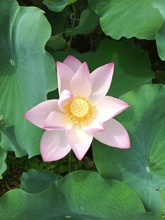 粉色荷花绽放绿叶间