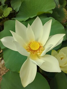 洁白荷花绽放