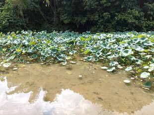 荷塘绿意浓