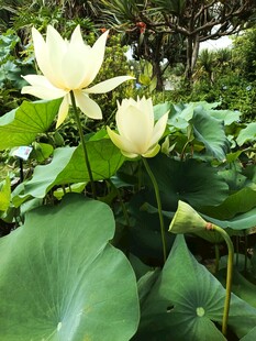 白莲花与荷叶