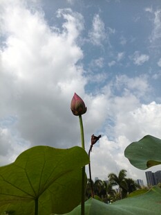 含苞待放的荷花与绿叶