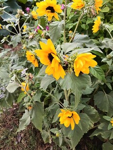 向日葵花丛
