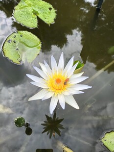 睡莲