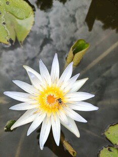 睡莲