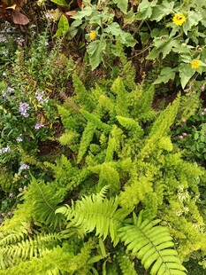 翠绿蕨类植物与繁花相伴