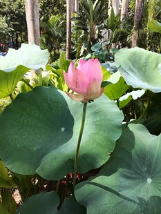 娇艳荷花傲立绿叶间