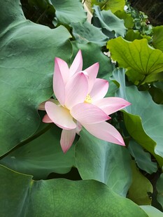 娇艳荷花绽放于绿叶间