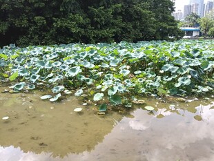 荷塘绿意浓