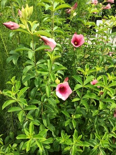 喇叭花