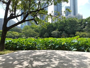 城市中绿意盎然的休闲角落