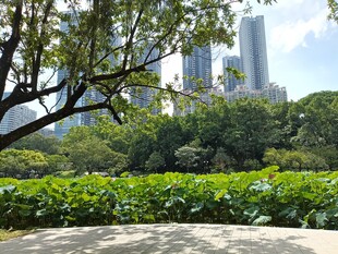 城市公园绿意与高楼景致