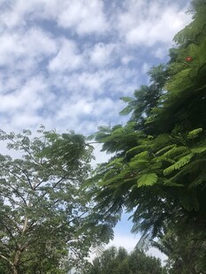 蓝天白云下的繁茂树木